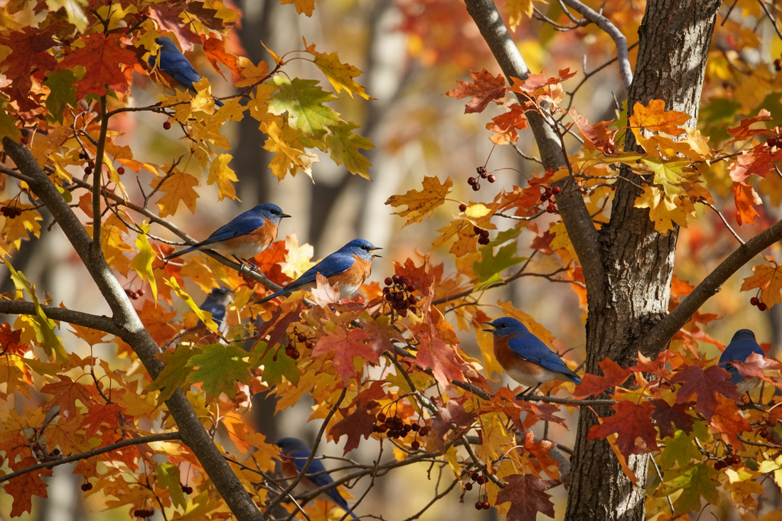 Why You See So Many Bluebirds Together in Fall and Winter